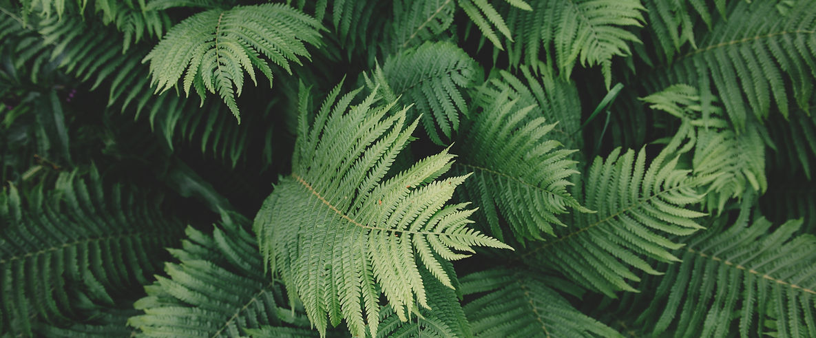Lush green fern leaves representing growth and new life